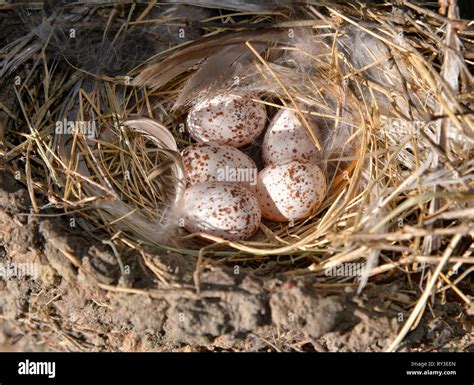 Wren Bird Nest With Eggs Stock Photo Alamy
