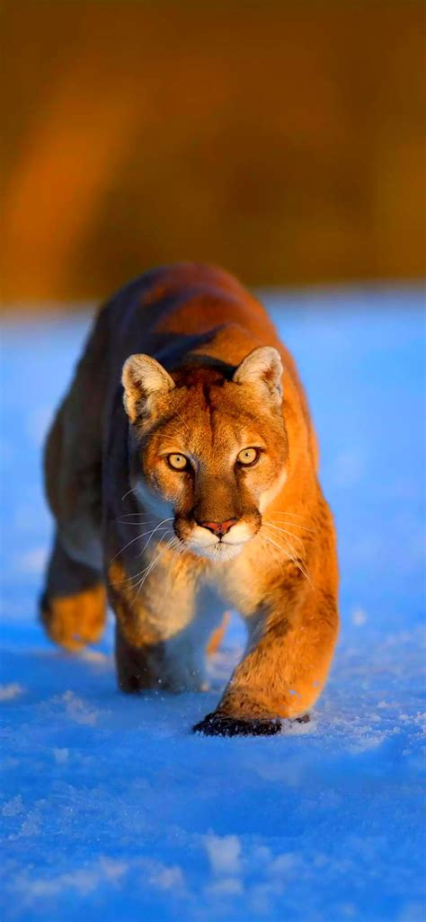 Puma Cougar Mountain Lion Hd Phone Wallpaper Peakpx