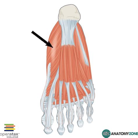 In the hand, its tendon contributes to the lateral border of the anatomical snuffbox. Hip Flexor Adductor Muscle Groups - The Hip Flexor