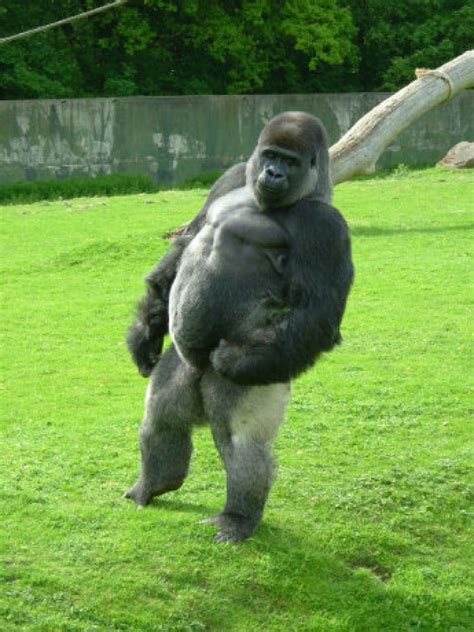 Gorilla Who Walks Like A Human Sparks Viral Hit The Star