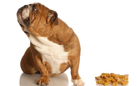5 Best Dog Food For Picky Eaters Dogtime