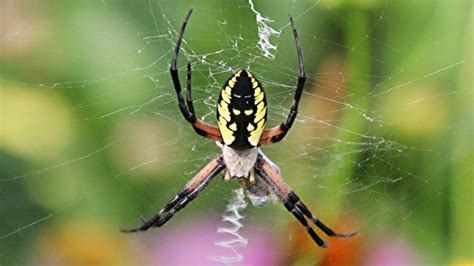 All manner of flying — or hopping — insects garden spider reproduction. What kind of spider is that? UWGB expert answers your ...