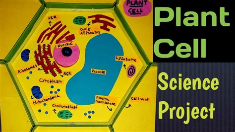 How To Make Plant Cell Model For School Project And Exhibitionscience