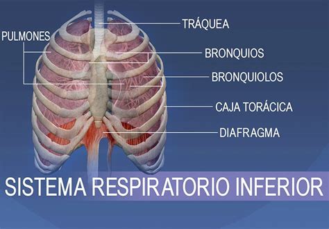 Las Estructuras Del Sistema Respiratorio Inferior Consisten En La