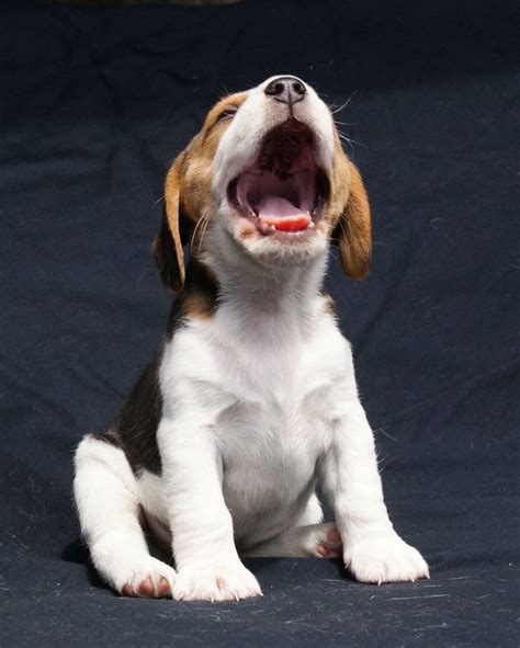 10 Beagles That Have No Idea How Funny They Look