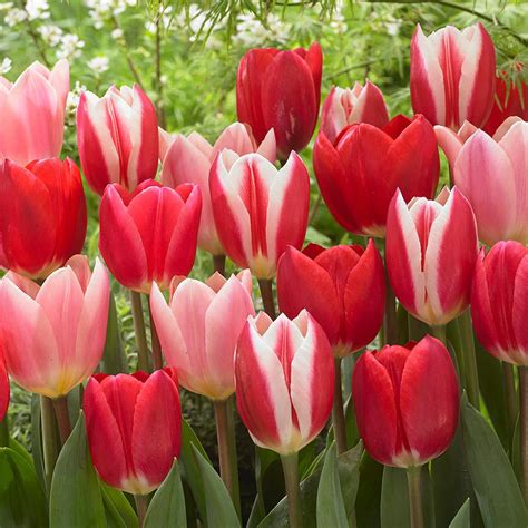 Our tulips are shipped directly to your door for fall planting and spring blooms! Flower Bulbs - Garden Plants & Flowers - The Home Depot
