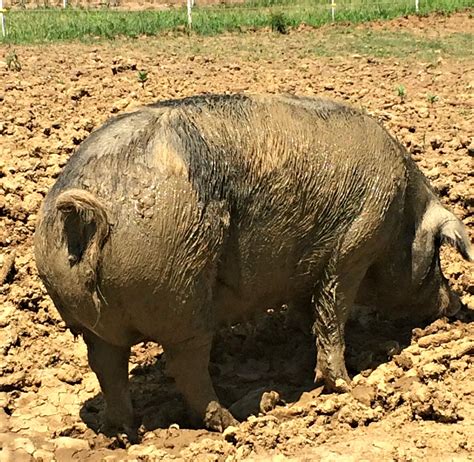 Why You Should Eat Pastured Pigs Farm Fresh For Life Real Food For