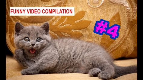 Funny Cats Video Compilation 4 Youtube