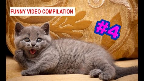 funny cats video compilation 4 youtube