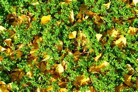 Autumn Background With Grass Clovers And Yellow Fallen Leaves Autumn