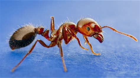 Pest Species Red Imported Fire Ant Youtube