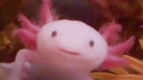 This Smiling Bright Pink Sea Creature Looks Like A Real Life Disney