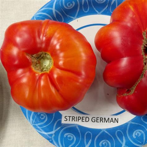Slicing Tomato Seeds Striped German Organic Heirloom Sow True