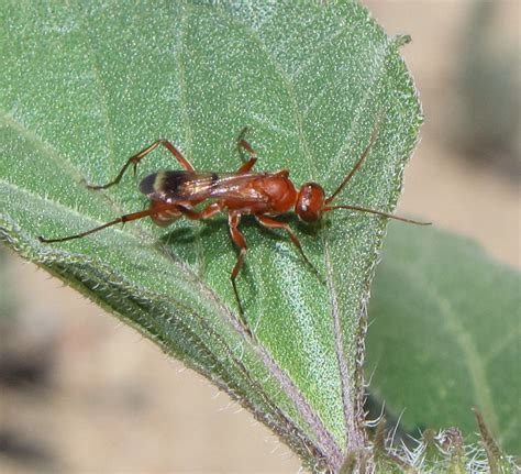 Bug Eric August 2012