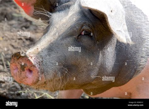 Pig Nose Person Hi Res Stock Photography And Images Alamy