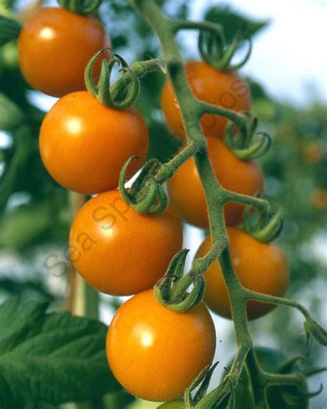 Sungold Tomato Buy Your Seed Here Sea Spring Seeds