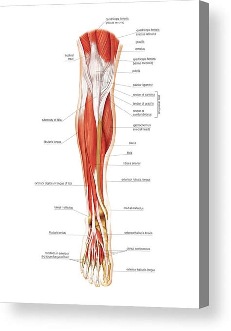 Muscles Of The Leg And Foot Acrylic Print By Asklepios Medical Atlas