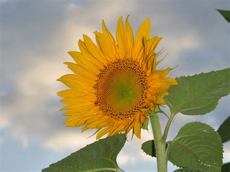 Sunflower In Mid Summer Smithsonian Photo Contest Smithsonian Magazine