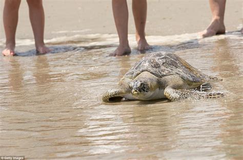 Six Endangered Turtles Released Into The Ocean After Being Nursed Back