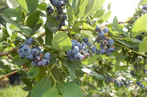 Oneal Southern Highbush Organic Blueberry Plant Backyard Berry