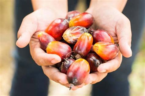 Live price charts, forecasts, technical analysis, news, opinions, reports and discussions. Malaysian palm oil price down on bearish trade sentiment ...