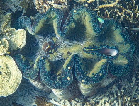Giant Clam Genus Tridacna Dampier Strait Raja Ampat In Flickr