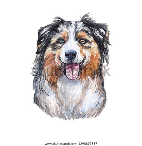 Drawing Australian Shepherd Dog Watercolor Stock Illustration 1298897887