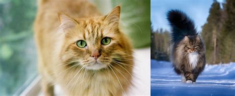 Norwegian Forest Cat Vs Ginger Tabby Breed Comparison
