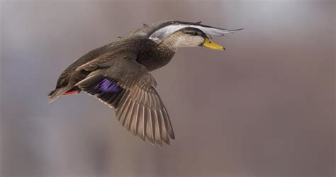 American Black Duck Identification All About Birds Cornell Lab Of