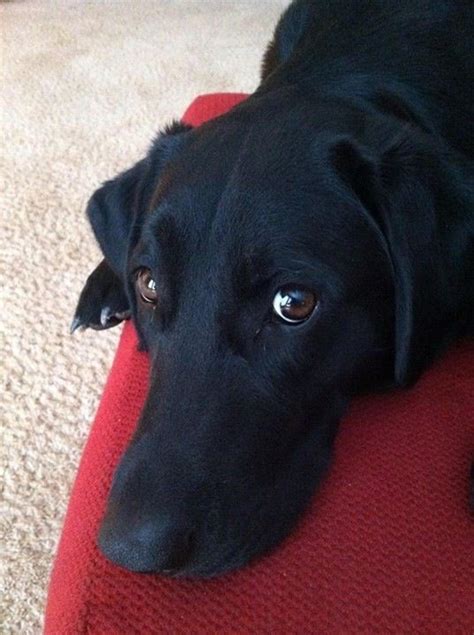 37 Best Images About Black Lab Mixes On Pinterest York Labs And Babies