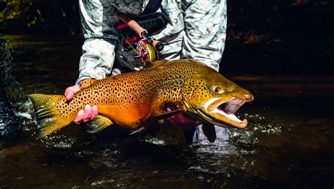 Tips To Catch Brown Trout In Upstate New York On The Water