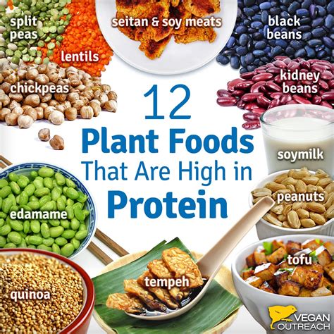 There are plenty of ways to meet your protein needs as a vegan bodybuilder. Vegan Protein Sources: Familiar and Unique | World of Vegan