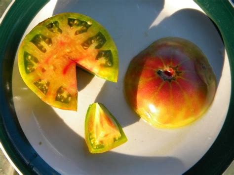 Orange plum fruit on 7' plants. Captain Lucky Marianna's Seeds | Tomato, Seeds, Watermelon