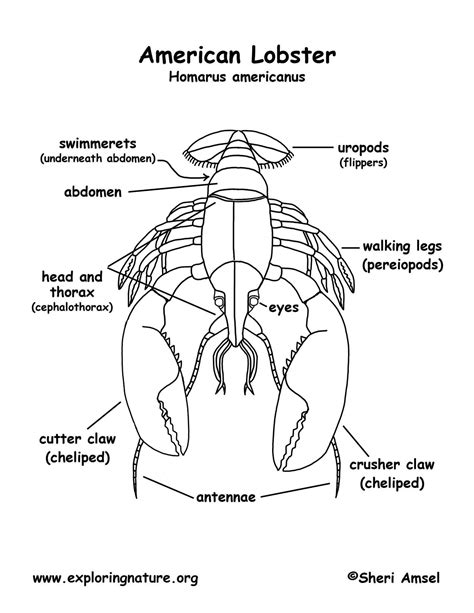 The chart below depicts the diagram of a kidney with labels. Lobster (American)
