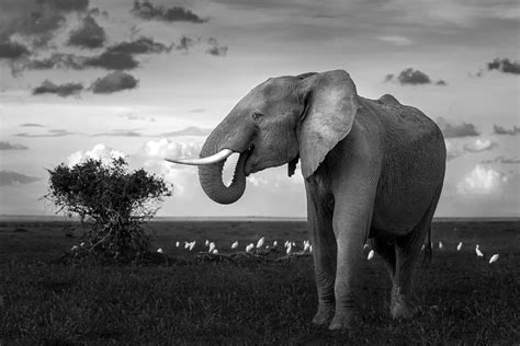 Beautiful Elephant Photograph By Ahmed Sobhi Fine Art America