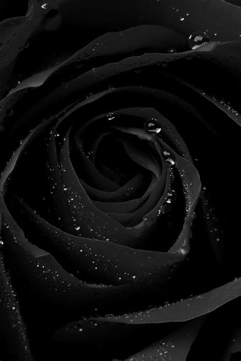 Update More Than 66 Black Wallpaper With Rose Incdgdbentre