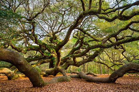 Roots And Wings Angel Oak Tree Charleston South Carolina Landscape