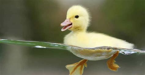 The Best Duck Jokes That Will Make You Laugh