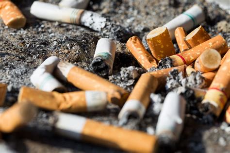 schaedlich sind zigarettenfilter fuer die umwelt biorama