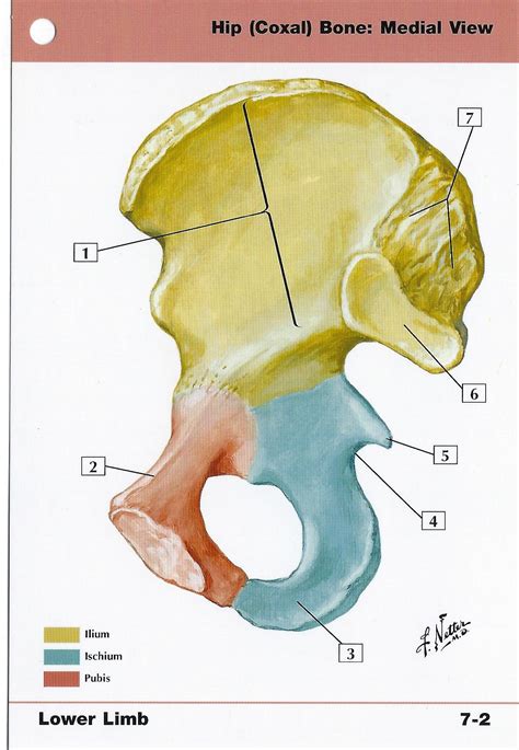 Hip Coxal Bone Medial View Anatomy Flash Card By Frank H Etsy Hong Kong