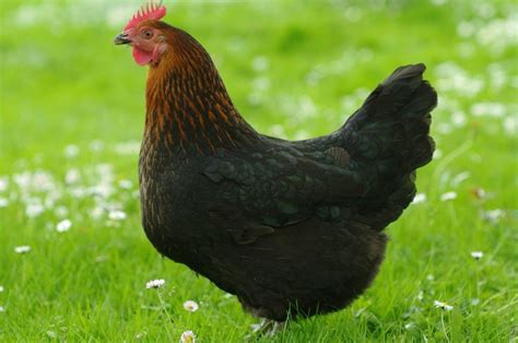 chickens brimsfarmandgarden