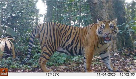 The Race To Save The Sumatran Tiger