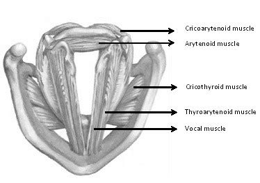 Intrinsic Laryngeal Muscles