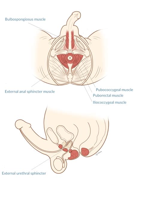 Premature Ejaculation | Andrology Awareness Europe