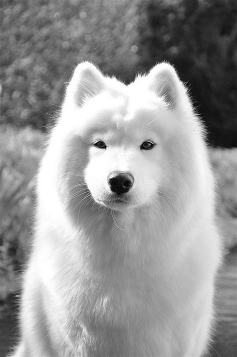 Black Puppy Samoyed Dog
