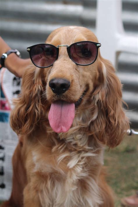 Spaniels gained their name from the latin word hispaniolus, meaning despite their background as working dogs, spaniels make excellent family dogs given the right. Cocker spaniel grooming tips - Sharda Bakers Dog World
