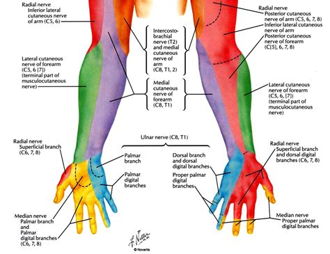 May receive lateral cord contribution through musculocutaneous nerve. Exam 2 - Anatomy Gross with La Pasha at University of ...