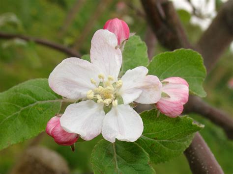 We are an online fruit tree nursery with a range of over 300 deciduous fruit and nut trees and berry i have purchased plants from yalca fruit trees on 3 separate occasions, always excellent service. Opal Plum trees online - Heritage Fruit Tree Nursery