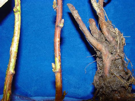 Phytophthora root rot can be partially managed by the use of fungicides but crop management table 1. University of Illinois Plant Clinic: I Just Looked Into ...