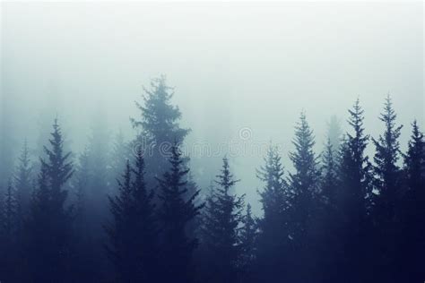 Misty Fog Pine Forest Mountain Slopes Color Toning Stock Photo Image